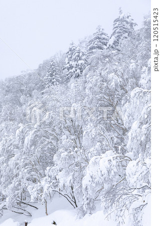 【北海道】積雪の森 【北海道】積雪の森 120515423