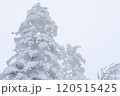 【北海道】積雪の森 120515425