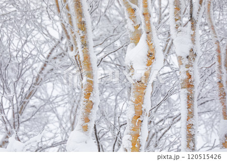【北海道】着雪のダケカンバ 120515426