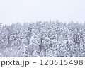 【北海道】積雪の森 120515498