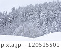 【北海道】積雪の森 120515501