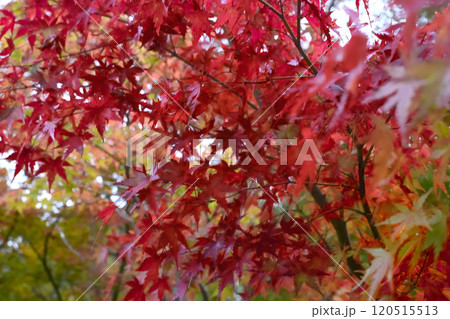 鮮やかな紅葉 鮮やかな紅葉 120515513