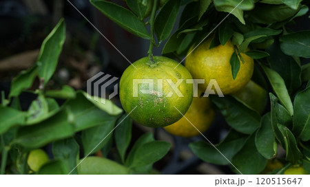 Fruit of Asian Citrus Tree Fruit of Asian Citrus Tree 120515647