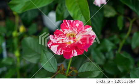 Macro photography of Maurice Utrillo rose flower 120515664