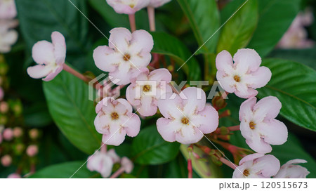 Pink Luculia pinceana Flower 120515673