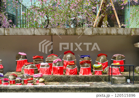 京都　紫雲山頂法寺　六角堂　枝垂れ桜とお地蔵さん（京都市中京区） 120515896