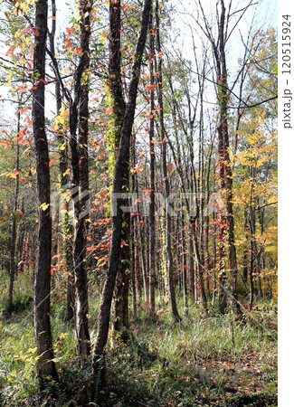 爽やかな木立の蔦紅葉 爽やかな木立の蔦紅葉 120515924