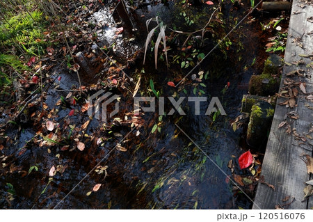 湿原の小川と紅葉した落ち葉 湿原の小川と紅葉した落ち葉 120516076