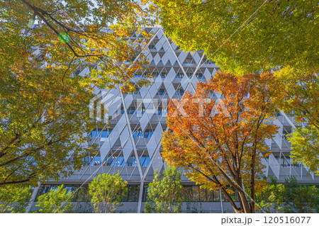 中野区役所 新庁舎 2024年竣工 120516077