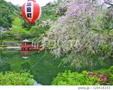 福岡県田川郡の桜の名所添田公園の不動池と枝垂れ桜 福岡県田川郡の桜の名所添田公園の不動池と枝垂れ桜 120516153