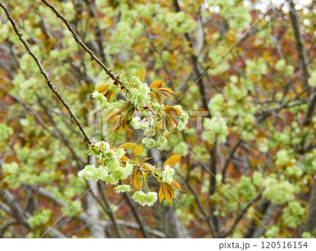 春に緑色の花が咲く桜八重咲の御衣黄 120516154
