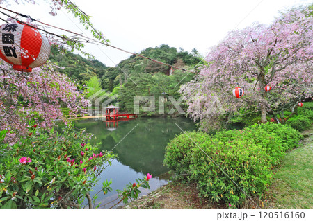 福岡県田川郡の桜の名所添田公園の不動池と枝垂れ桜 福岡県田川郡の桜の名所添田公園の不動池と枝垂れ桜 120516160