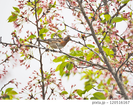 桜の木の枝にとまるスズメ目の冬鳥アトリ 桜の木の枝にとまるスズメ目の冬鳥アトリ 120516167