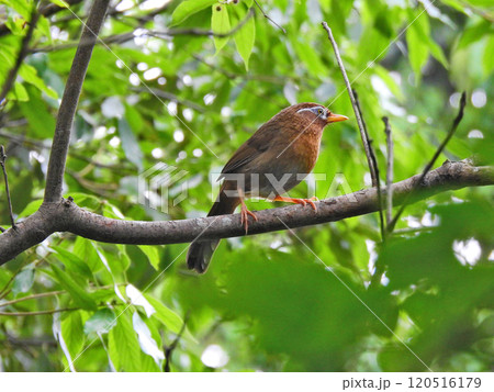藪や雑木林で大きな声で鳴く茶褐色で白いアイリングの鳥ガビチョウ 120516179