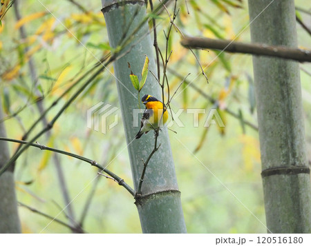 木の枝にとまって囀る黄色と黒の美しい夏鳥キビタキ 120516180