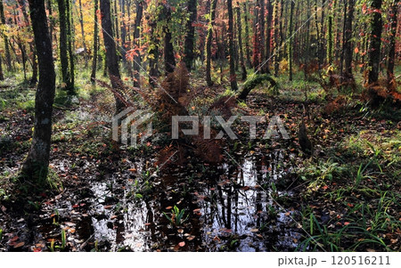 湿原の水たまりと疎林の紅葉 湿原の水たまりと疎林の紅葉 120516211