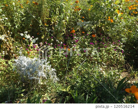 ポンポン咲きの千日紅の桃色と白色の花 120516214