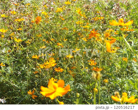 キバナコスモスの黄色い花 キバナコスモスの黄色い花 120516217