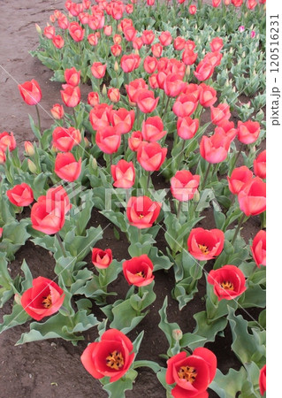 ～チューリップ～　　◦◦◦◦ Red tulips ◦◦◦◦ 120516231