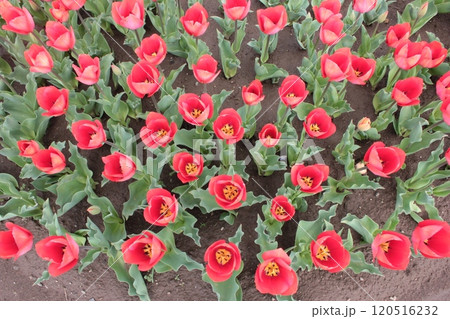 ～チューリップ～　　◦◦◦◦ Red tulips ◦◦◦◦ 120516232
