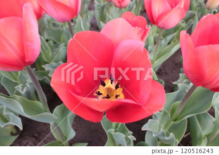 ～チューリップ～　　◦◦◦◦ Red tulips ◦◦◦◦ 120516243
