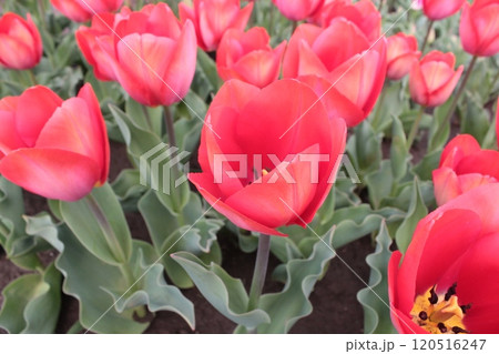 ～チューリップ～　　◦◦◦◦ Red tulips ◦◦◦◦ 120516247