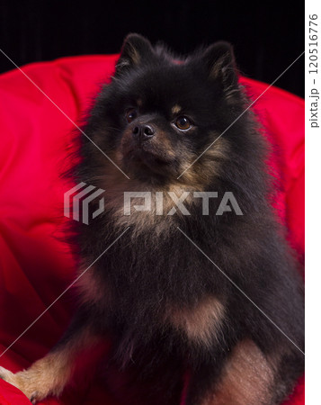 Pomeranian dog sits elegantly on a red velvet cushion, its fluffy coat glowing under studio lights. This vibrant portrait showcases the charm and beauty of a pomeranian dog in striking detail. 120516776