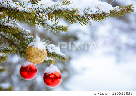 Christmas Balls on a Spruce Branch in a Winter Forest Christmas Balls on a Spruce Branch in a Winter Forest 120516833