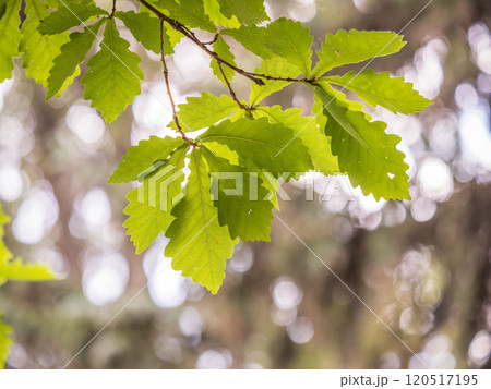 Oak branches with green and yellow leaves in autumn park. Oak branches with green and yellow leaves in autumn park. 120517195