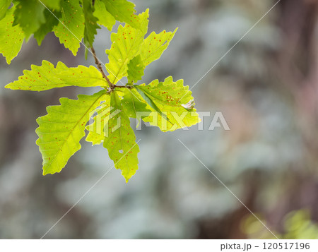 Oak branches with green and yellow leaves in autumn park. 120517196