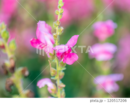 Pink flowers in the garden called Snapdragon or Antirrhinum majus or Bunny rabbits. 120517206