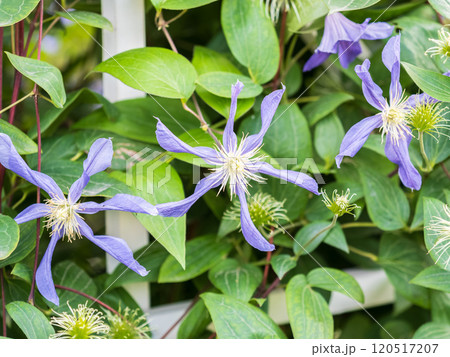 Spring Flowering Downy Clematis (Clematis macropetala). Close up of flowering blue Clematis on blurred background. 120517207