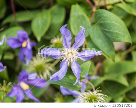Spring Flowering Downy Clematis (Clematis macropetala). Close up of flowering blue Clematis on blurred background. Spring Flowering Downy Clematis (Clematis macropetala). Close up of flowering blue Clematis on blurred background. 120517208