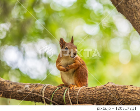 Squirrel sits on a branch in Autumn park Squirrel sits on a branch in Autumn park 120517211