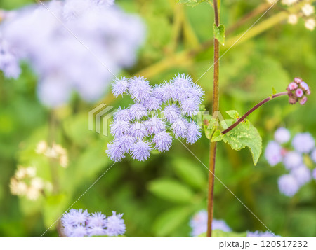 Close-up of small, purple flowers, Ageratum Houstonianum, also know as Floss flower, Pussy Foot, or Blue mink. Close-up of small, purple flowers, Ageratum Houstonianum, also know as Floss flower, Pussy Foot, or Blue mink. 120517232
