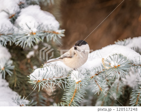 Cute bird the willow tit, song bird sitting on the fir branch with snow in winter Cute bird the willow tit, song bird sitting on the fir branch with snow in winter 120517248