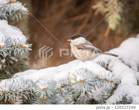 Cute bird the willow tit, song bird sitting on the fir branch with snow in winter Cute bird the willow tit, song bird sitting on the fir branch with snow in winter 120517249