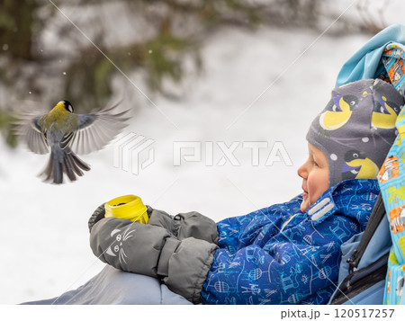 The Great tit eats seeds from a palm of little boy. Hungry bird Great tit eating seeds from a hand during autumn The Great tit eats seeds from a palm of little boy. Hungry bird Great tit eating seeds from a hand during autumn 120517257