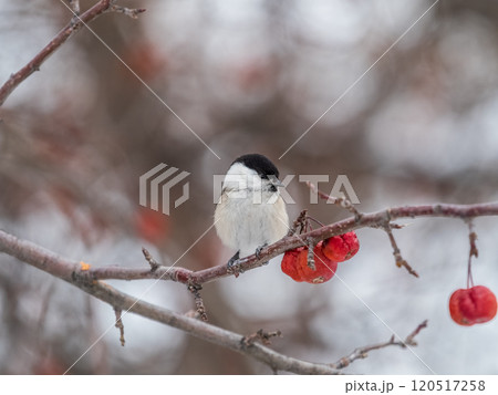 Cute bird the willow tit, song bird sitting on a branch without leaves in the winter. Cute bird the willow tit, song bird sitting on a branch without leaves in the winter. 120517258