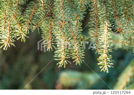 Fir branch with needles in the sunset light Fir branch with needles in the sunset light 120517264