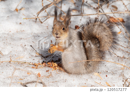 The squirrel in winter sits on white snow. 120517277