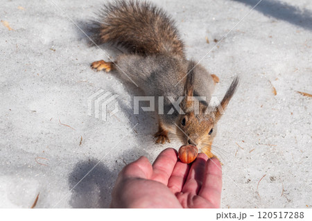 Squirrel eats nuts from a man's hand. Caring for animals in winter or autumn. Squirrel eats nuts from a man's hand. Caring for animals in winter or autumn. 120517288