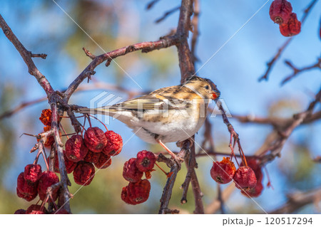 Brambling (Fringilla montifringilla) feeds on apples in winter. 120517294