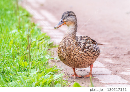 A duck female stands on its paws on the green shore of a pond. A duck female stands on its paws on the green shore of a pond. 120517351
