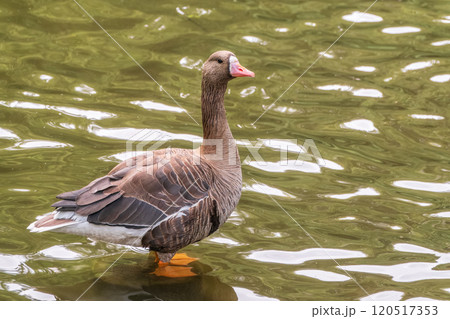 Greater White-fronted Goose (Anser albifrons) standing on the green shore of the pond. 120517353