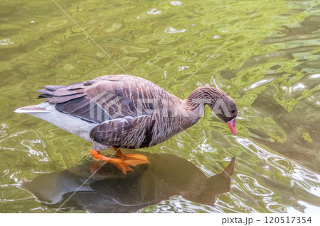 Greater White-fronted Goose (Anser albifrons) standing on the green shore of the pond. 120517354