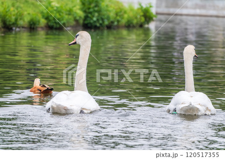 Two Graceful white Swans swimming in the lake, swans in the wild 120517355