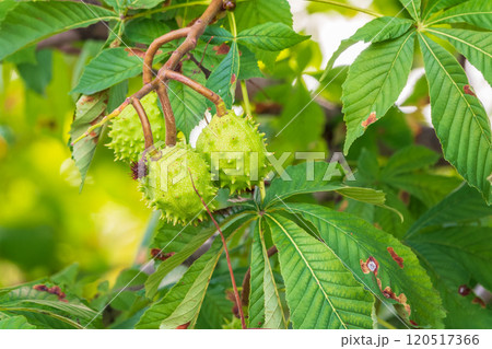 Horse chestnut fruits hanging on the tree in autumn, in leaves and branches. Aesculus hippocastanum 120517366