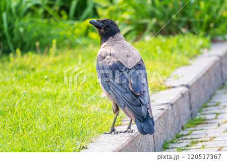 Hooded crow, corvus cornix, standing on the lawn in the spring or summer 120517367