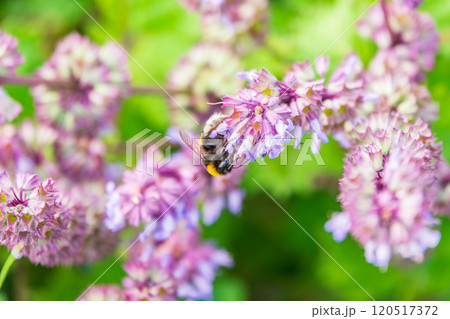 Bumblebee (Bombus hypnorum) is sucking nectar from Salvia flower. 120517372